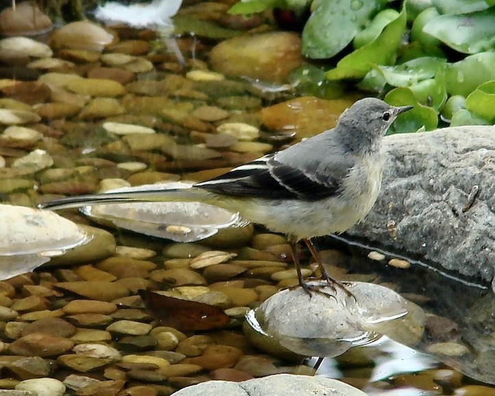 grey wagtail